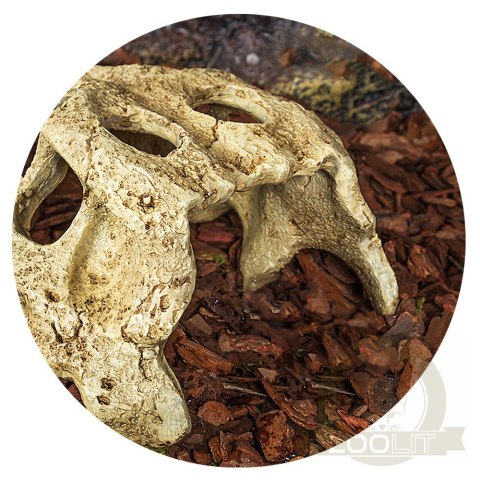 Repti-Zoo Crocodile Skull M - czaszka krokodyla Repti-Zoo Crocodile Skull M - czaszka krokodyla
