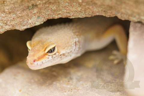 Repti-Zoo Jaskinia kamienno-gliniana 21x15x9cm Repti-Zoo Jaskinia kamienno-gliniana 21x15x9cm