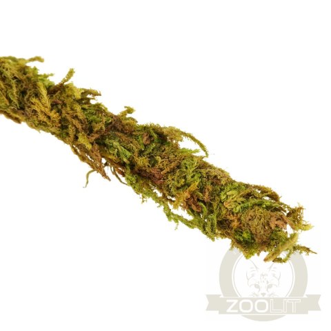 Repti-Zoo Liana z naturalnym mchem 2cm x 2m Repti-Zoo Liana z naturalnym mchem 2cm x 2m