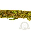 Repti-Zoo Liana z naturalnym mchem 2cm x 2m