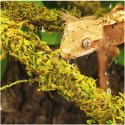 Repti-Zoo Liana z naturalnym mchem 2cm x 2m