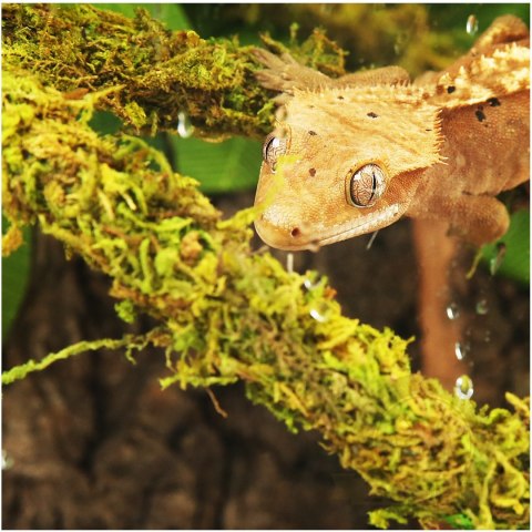 Repti-Zoo Liana z naturalnym mchem 2cm x 2m Repti-Zoo Liana z naturalnym mchem 2cm x 2m
