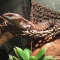Repti-Zoo Seaweed Hammock XL - hamak dla gadów