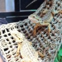 Repti-Zoo Seaweed Hammock XL - hamak dla gadów