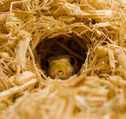 HappyPet Aspen Bed 12l - chłonące podłoże dla gryzoni HappyPet Aspen Bed 12l - chłonące podłoże dla gryzoni