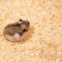 Terrario Ark Softnest 3kg - trociny dla gryzoni 45l