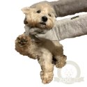Groom Rub Down Mitts - rękawiczki do suszenia psa