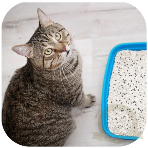 Hilton Cat Litter Carbon - żwirek bentonitowy z węglem dla kota 5l Hilton Cat Litter Carbon - żwirek bentonitowy z węglem dla kota 5l