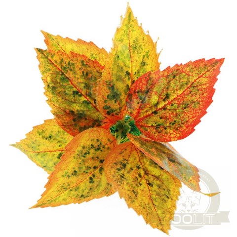 Bello Plant - Golden Polish Autumn Birch- roślina M do obrazów 3D Bello Plant - Golden Polish Autumn Birch- roślina M do obrazów 3D