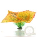 Bello Plant - Golden Polish Autumn Birch- roślina M do obrazów 3D