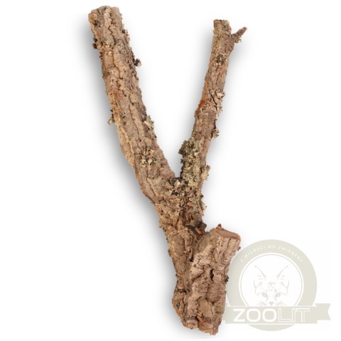 Drzewko z Dębu korkowego 60cm Drzewko z Dębu korkowego 60cm