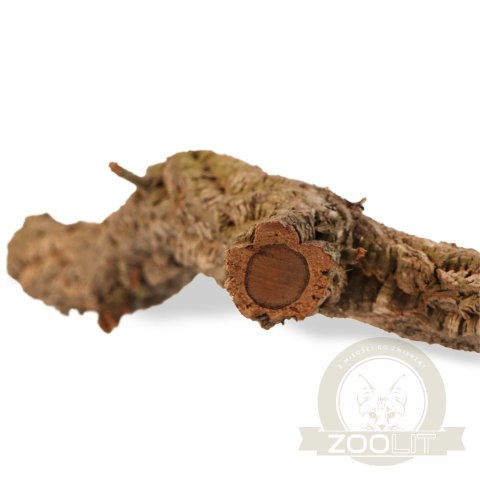 Drzewko z Dębu korkowego 60cm Drzewko z Dębu korkowego 60cm