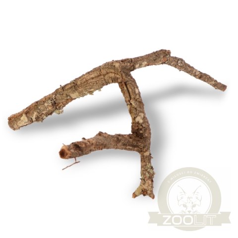Drzewko z Dębu korkowego 60cm Drzewko z Dębu korkowego 60cm