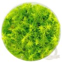 Myriophyllum Aquaticum - Invitro mały kubek