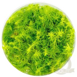Myriophyllum Aquaticum - Invitro mały kubek