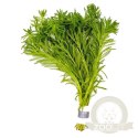 Myriophyllum Aquaticum - Invitro mały kubek