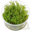 Myriophyllum Aquaticum - Invitro mały kubek