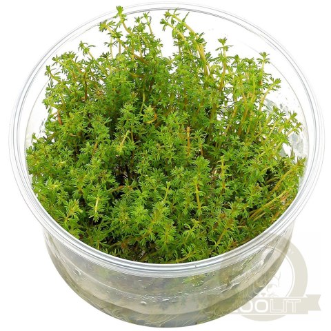 Myriophyllum Aquaticum - Invitro mały kubek Myriophyllum Aquaticum - Invitro mały kubek