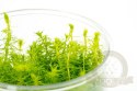 Myriophyllum Aquaticum - Invitro mały kubek