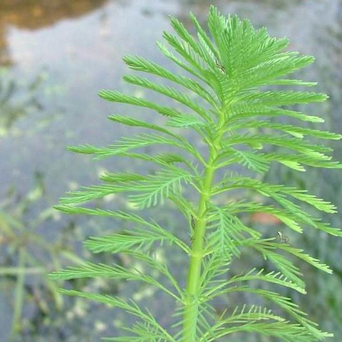 Myriophyllum Aquaticum - Invitro mały kubek Myriophyllum Aquaticum - Invitro mały kubek