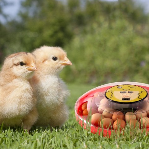 HFM Brüterei Thermo 30 - inkubator z termostatem na 30 jaj