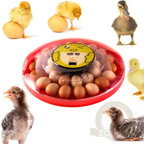 HFM Brüterei Thermo 30 - inkubator z termostatem na 30 jaj