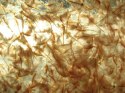 Ocean Nutrition Brine Shrimp Eggs 20g - jaja artemii