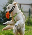 Dingo Zabawka dla psa - Szarpak Mop z rączką bungee pomarańczowy
