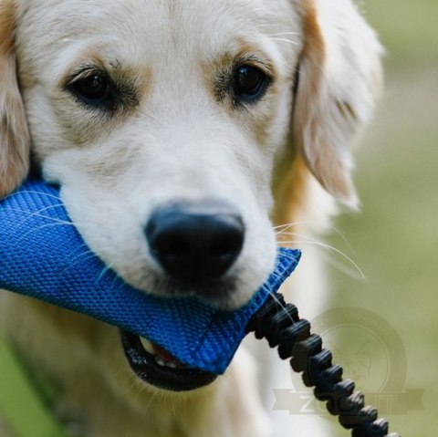 Dingo Zabawka dla psa - Szarpak z węża strażackiego z rączką bungee niebieski Dingo Zabawka dla psa - Szarpak z węża strażackiego z rączką bungee niebieski