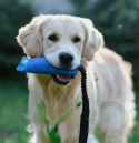 Dingo Zabawka dla psa - Szarpak z węża strażackiego z rączką bungee niebieski