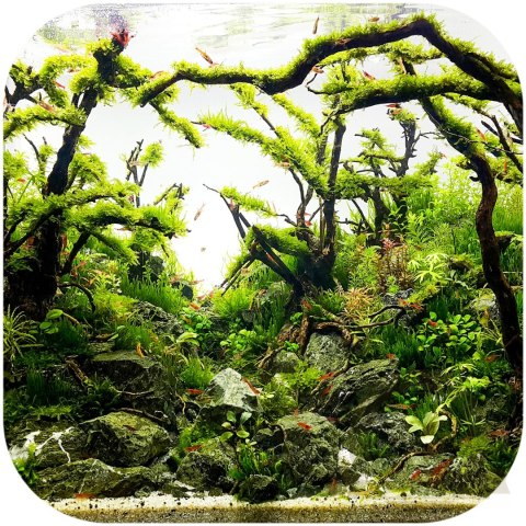 Shizen Essence J-roots L - duże korzenie japońskie Mizube i Ryuboku Shizen Essence J-roots L - duże korzenie japońskie Mizube i Ryuboku