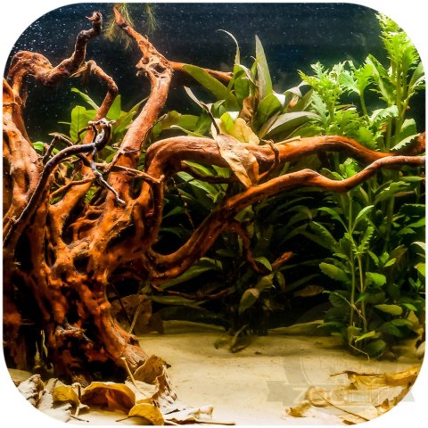 Shizen Essence J-roots L - duże korzenie japońskie Mizube i Ryuboku Shizen Essence J-roots L - duże korzenie japońskie Mizube i Ryuboku