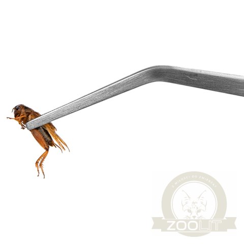 Terrario ViperTweez Bent XL - pęseta zagięta 38cm Terrario ViperTweez Bent XL - pęseta zagięta 38cm