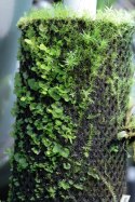 Wacool Rainforest Plant Cotton 440x440m - hydrolon