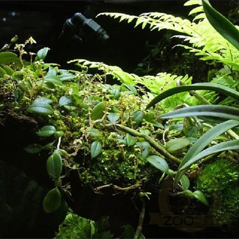 Wacool Rainforest Plant Cotton 440x440m - hydrolon Wacool Rainforest Plant Cotton 440x440m - hydrolon
