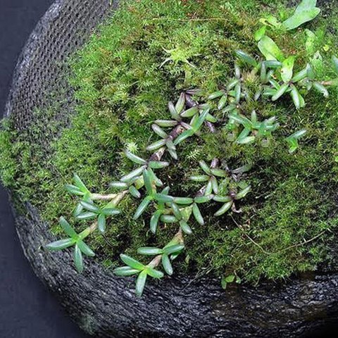 Wacool Rainforest Plant Cotton 440x440m - hydrolon Wacool Rainforest Plant Cotton 440x440m - hydrolon