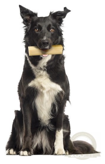 Zolux Przysmak serowa kość z sera himalajskiego XL 116g [482313]