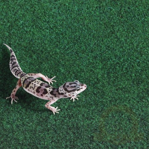 Repti-Zoo Carpet Mat - podłoże do terrarium Repti-Zoo Carpet Mat - podłoże do terrarium
