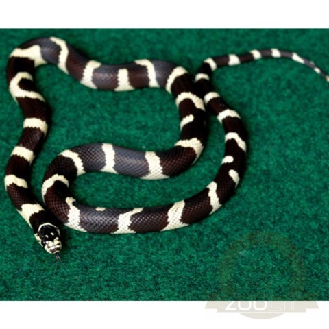Repti-Zoo Carpet Mat - podłoże do terrarium Repti-Zoo Carpet Mat - podłoże do terrarium