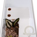 Sunsun Turtle Water Box M - akwarium dla żółwia z wyspą i filtrem