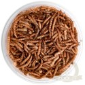 Terrario Repti Bites Mealworms 250ml - larwy mącznika suszone