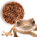 Terrario Repti Bites Mealworms 250ml - larwy mącznika suszone