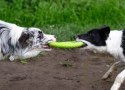 Kiwi Walker Let's Play Frisbee Mini różowe