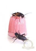 Komodo Jelly Pot Mixed Flavours Jar - miks pokarmów w żelu 60szt.