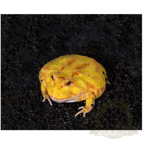 Repti-Zoo Ceratophrys Mud 600g - podłoże dla żab rogatych Repti-Zoo Ceratophrys Mud 600g - podłoże dla żab rogatych