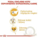 Royal Canin British Shorthair Adult karma sucha dla kotów dorosłych rasy brytyjski krótkowłosy 2kg