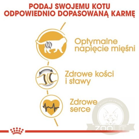 Royal Canin British Shorthair Adult karma sucha dla kotów dorosłych rasy brytyjski krótkowłosy 2kg Royal Canin British Shorthair Adult karma sucha dla kotów dorosłych rasy brytyjski krótkowłosy 2kg