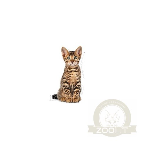 Royal Canin Kitten Sterilised karma sucha dla kociąt od 4 do 12 miesiąca życia, sterylizowanych 2kg Royal Canin Kitten Sterilised karma sucha dla kociąt od 4 do 12 miesiąca życia, sterylizowanych 2kg