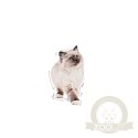 Royal Canin Kitten w sosie karma mokra dla kociąt do 12 miesiąca życia saszetka 85g