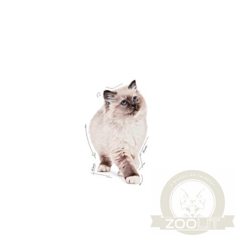 Royal Canin Kitten w sosie karma mokra dla kociąt do 12 miesiąca życia saszetka 85g Royal Canin Kitten w sosie karma mokra dla kociąt do 12 miesiąca życia saszetka 85g